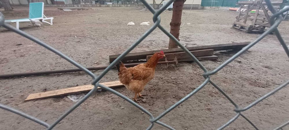 Продавам зайци, петли и патици за консумация + декоративно козле