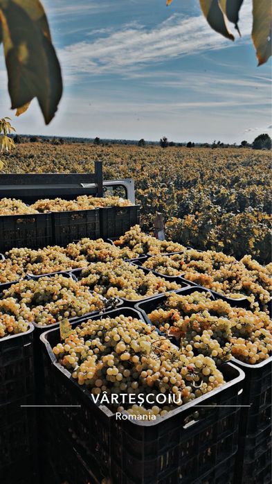 Vând struguri de vin