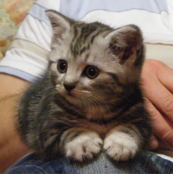 American shorthair