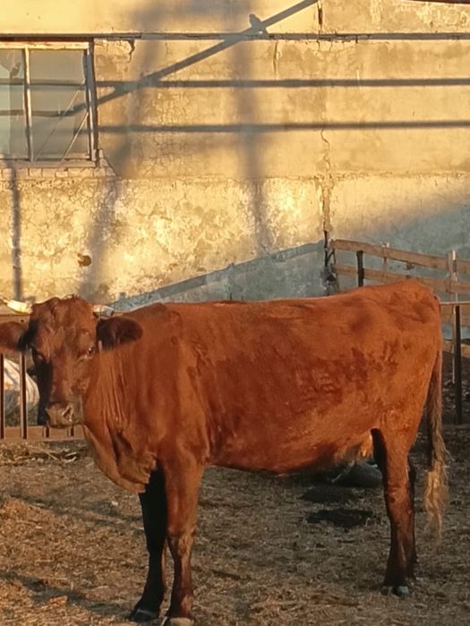 Продам коров молочного направления