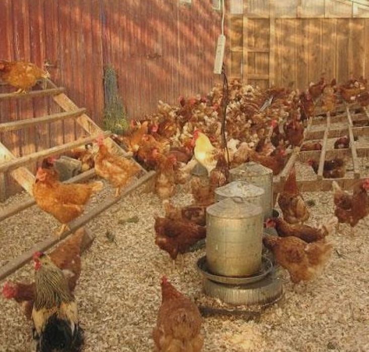 Куры Ломан Браун несушки