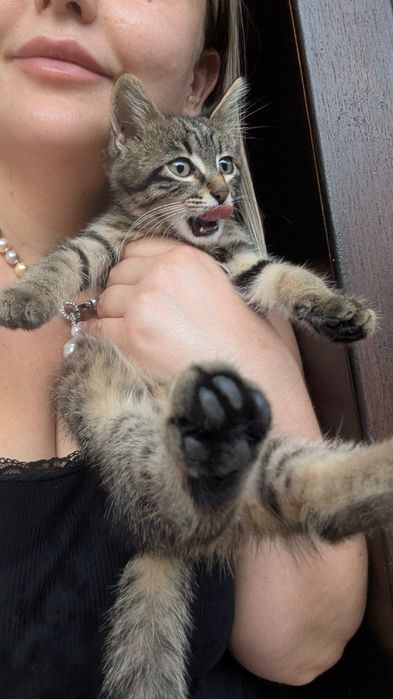 Котенце търси добър дом