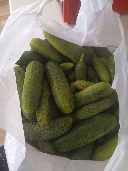 Огурцы домашние !