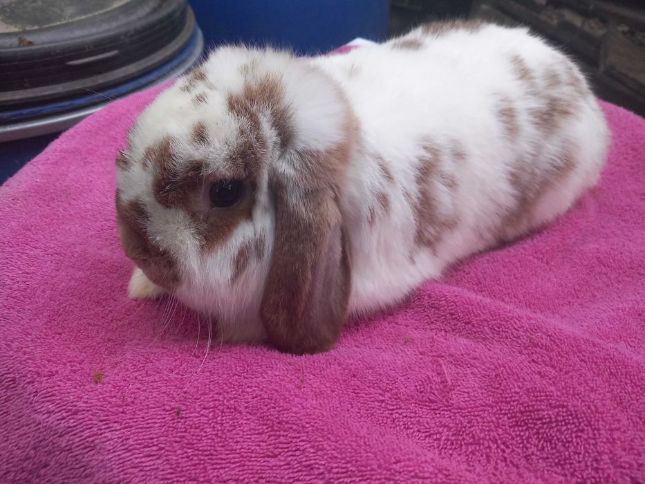 Iepure PITIC Iepurasi Berbec Holland Lop Mini Toys