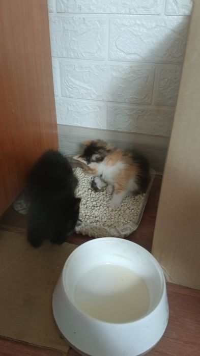 Котята в хорошие руки