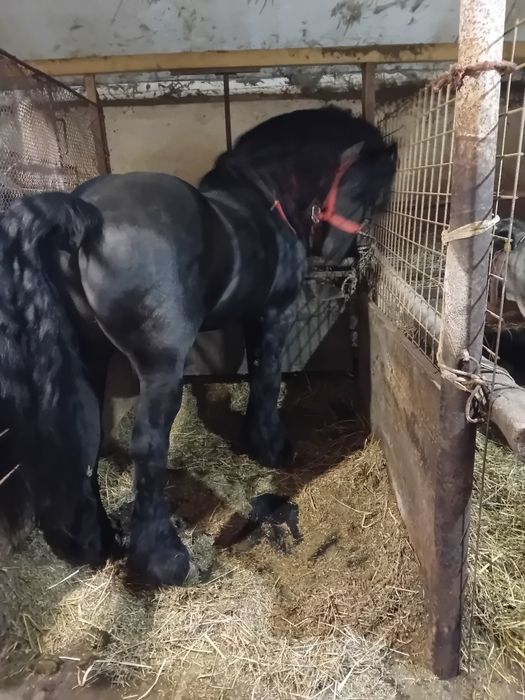 Armasar frizian de vânzare sau schimb