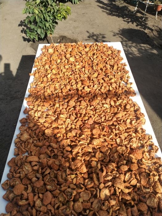 Продам домашние  сушенные яблоки