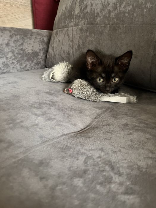 Котенок. Мальчик в добрые руки