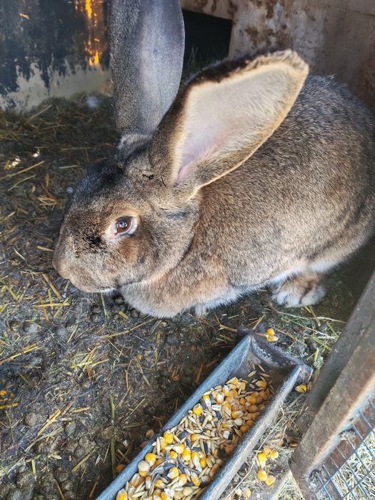 Vând iepuri uriaș german