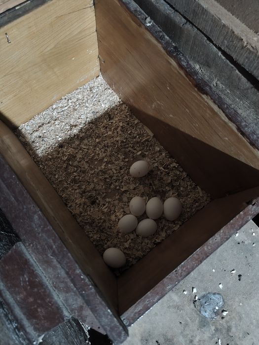 Оплодени яйца и пиленца  бял легхорн