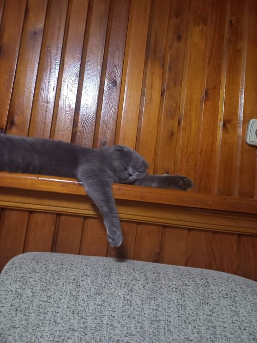 Девочка Скоттиш Фолд