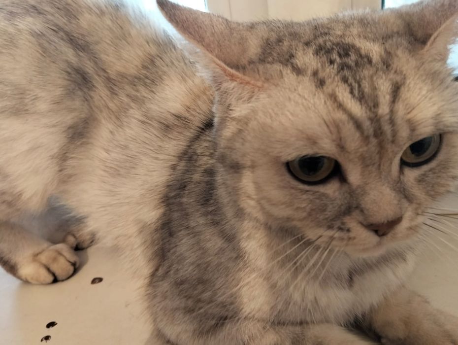 Отдам британку кошку девочку