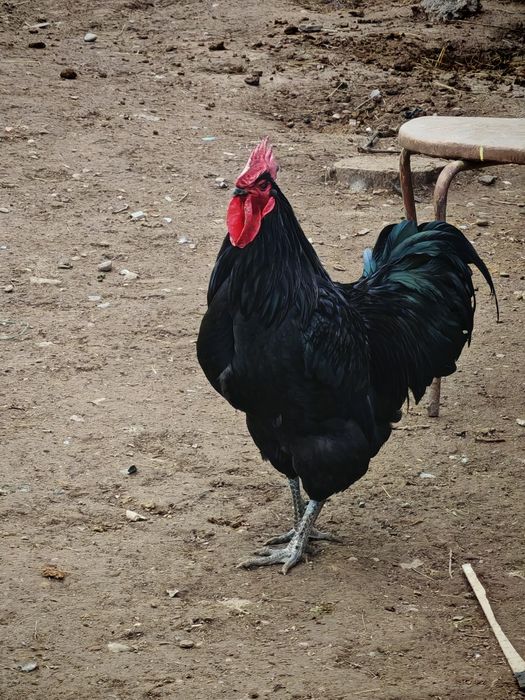 Astralop ruminya tuxumlari sotiladi va zakaz olinadi