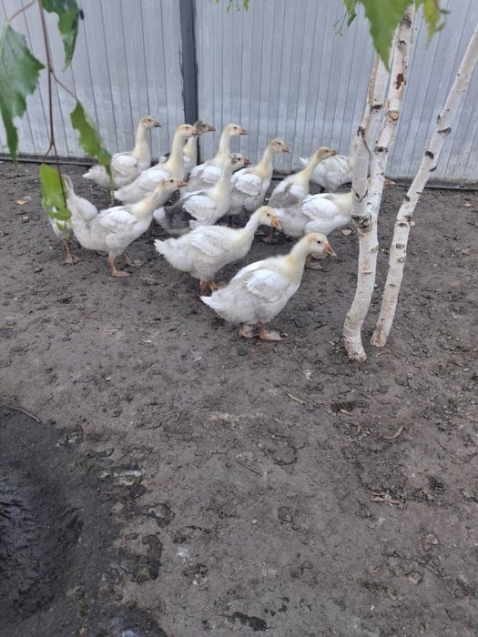 Продам гусят 1,5 месяца