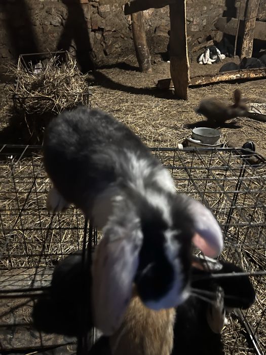 Крольчата француский баран 1месяц