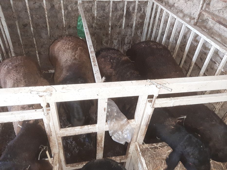 Тухли кучкорлар сотилади