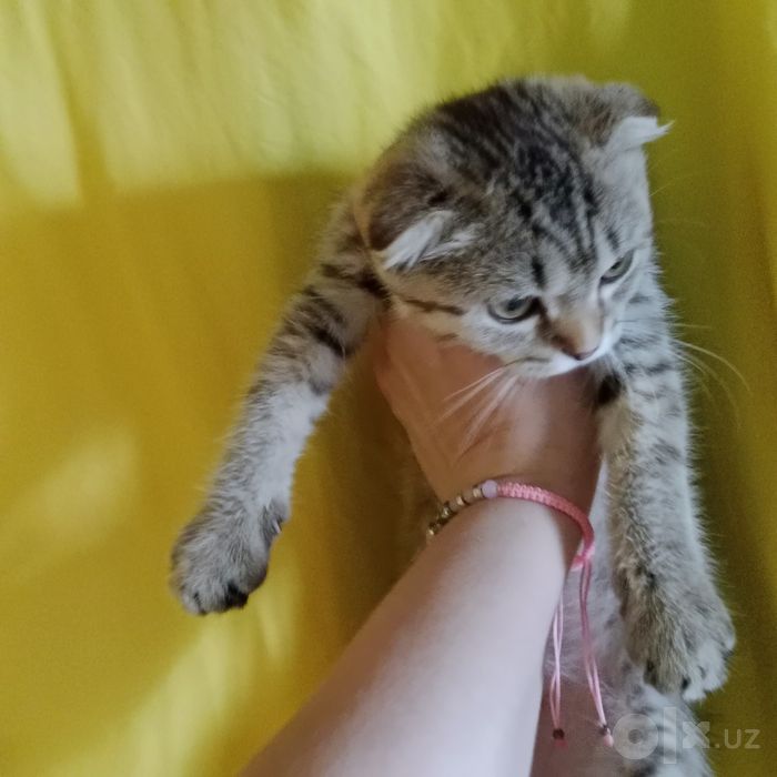 Девочка Скоттиш фолд табби чистокровная умная малышка