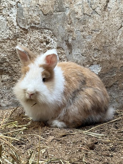 Rabbits for sale