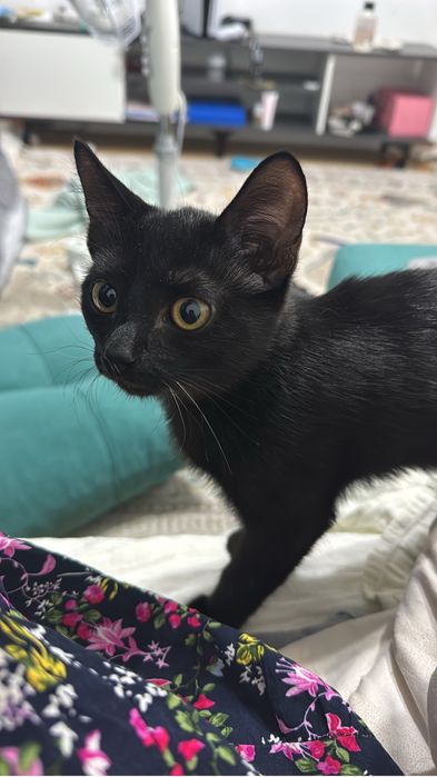Котята девочка 4 месяца