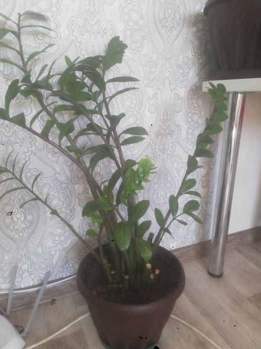 Продам комнатные цветы