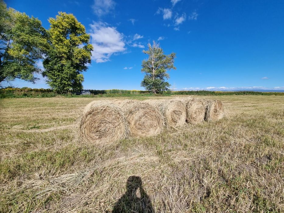 Продаётся сено Тюк 6000