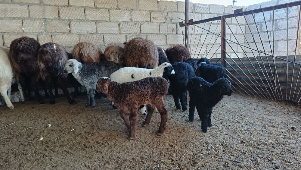 Қозылы қойлар сатылады.