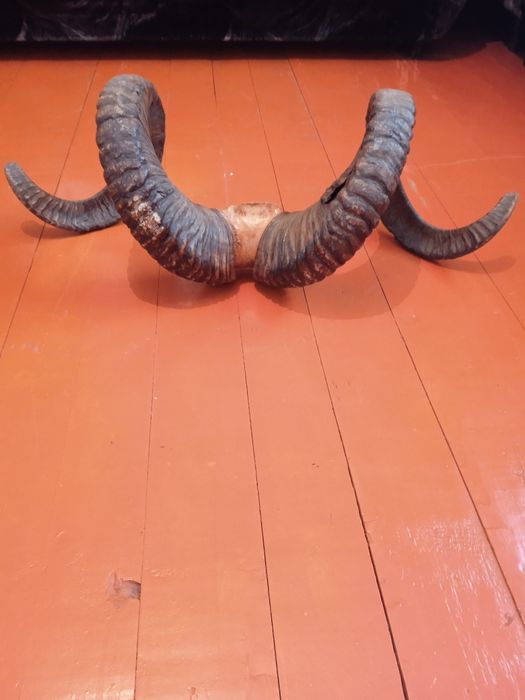 Арқар мүйізі сатылады