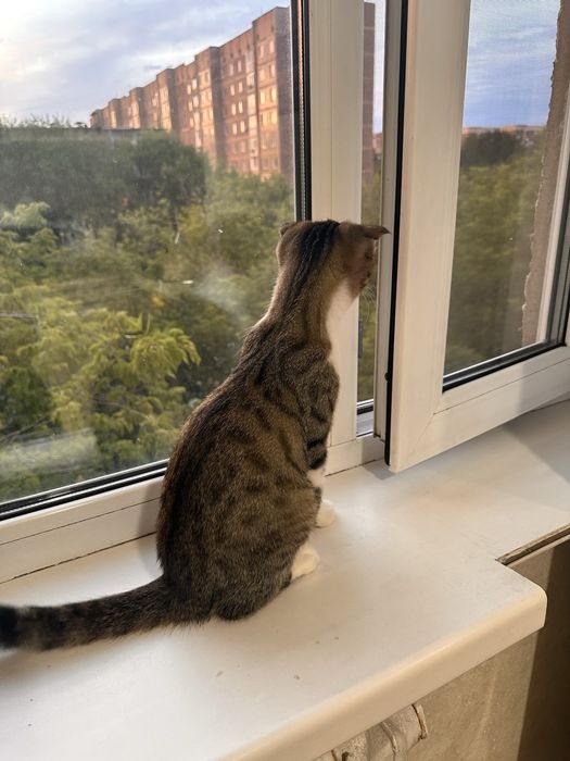 Отдам в хорошие руки котика