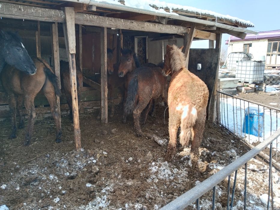 Бордакы тайлар сатылады