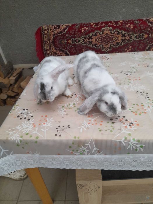 Iepurași de vânzare