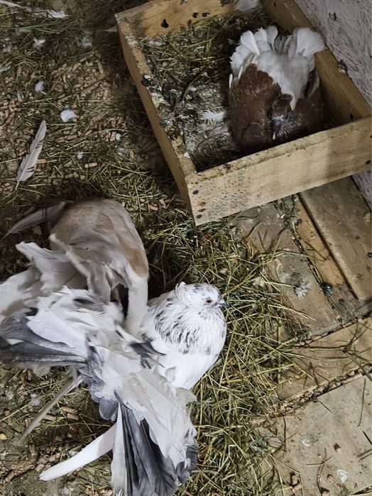 Vand porumbei rotati indieni (2024/2025)