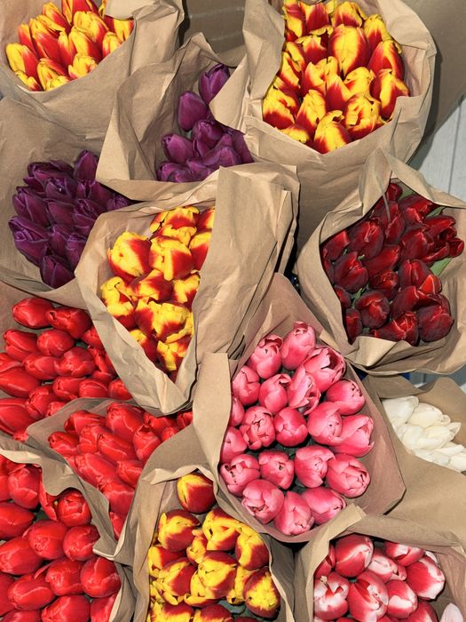 Тюльпан крупный для близких и коллег