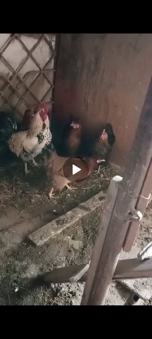Продам домашнего петуха