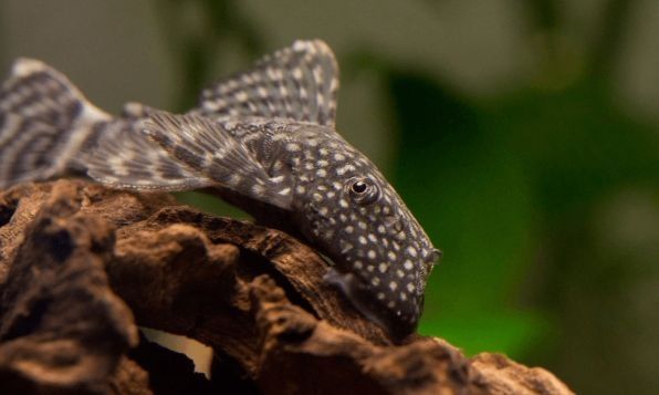 Сомики Чистильщики Хорошо Чистят ваш Аквариум Настоящие Пылесосы