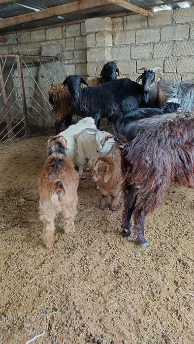 Лақты ешкілер сатылады.