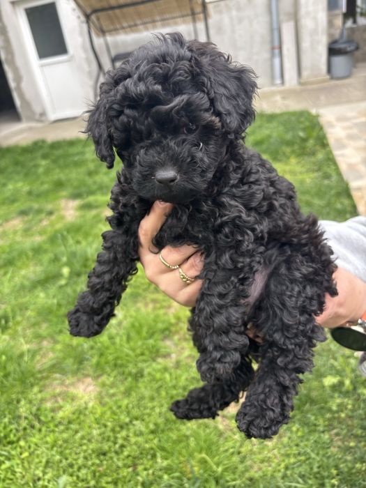 Продават се момче и момиче пуделчета на 55 днн с първа ваксина