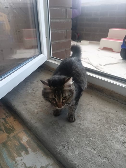 Котик в добрые руки