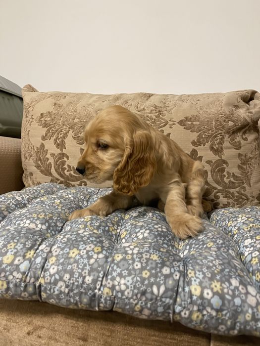 Fetita Cocker Spaniel