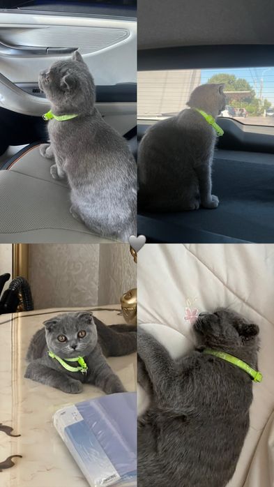 Скотиш фолд кошка