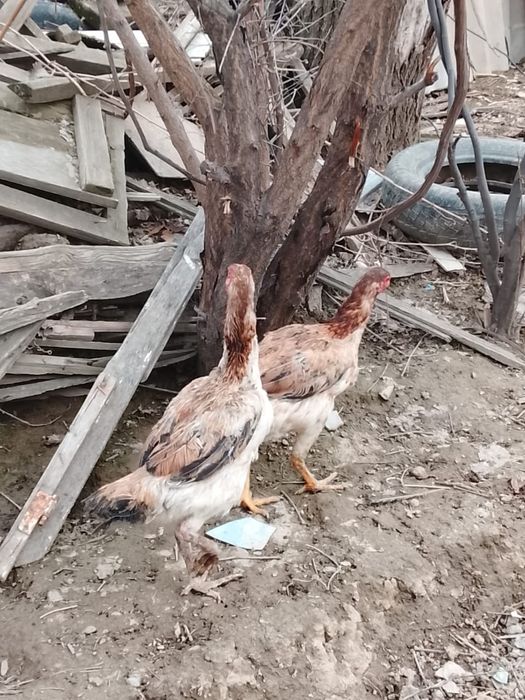 Дакан июньский мекен бар