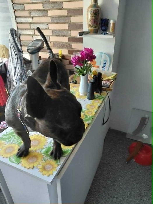 Adoptie animale de companie
