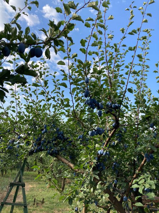 Prune bine coapte în zona Valea Lupului . Prețuri negociabile