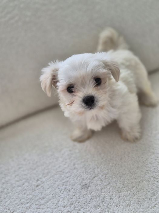 Pui bichon maltez