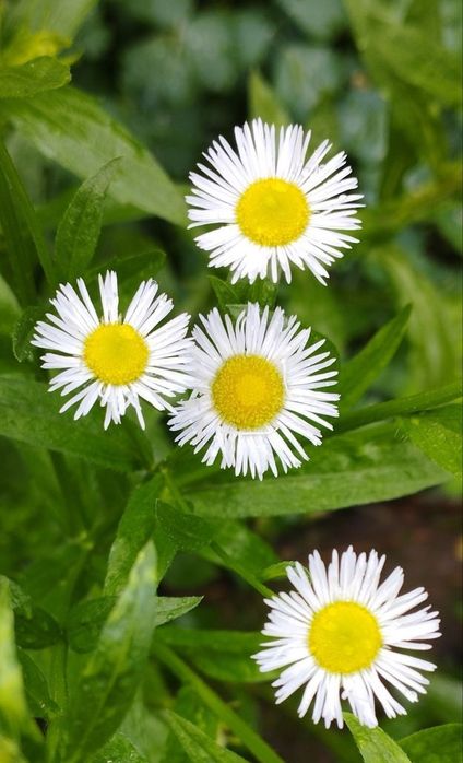 Продаются излишки своих садовых растений
Лютик - корешок 2000 сум
Брун