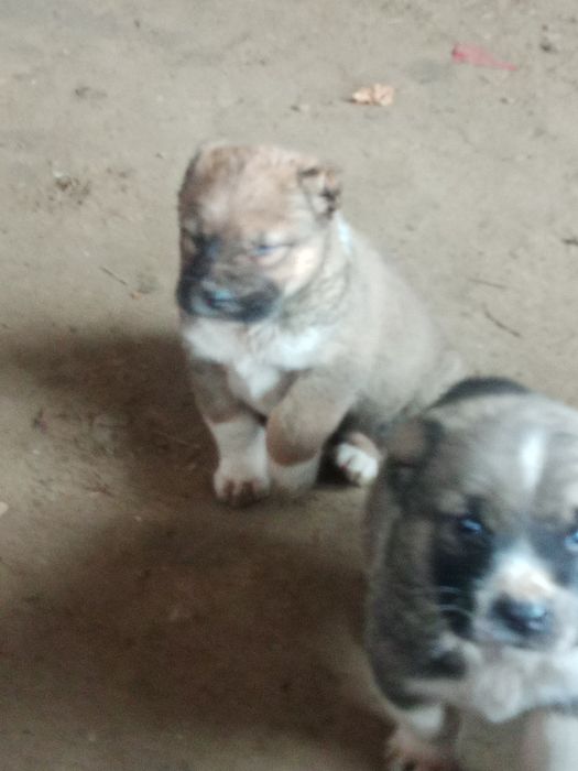 Ұрғашы алабаи күшік сатылады