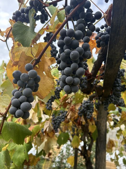 Struguri de vin,Dulci