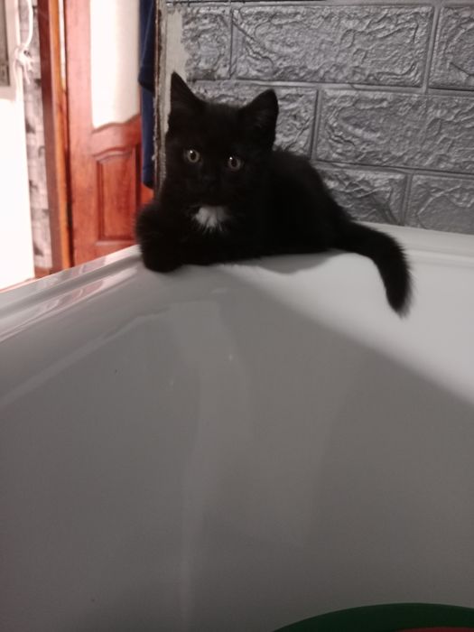 Сибирский котята