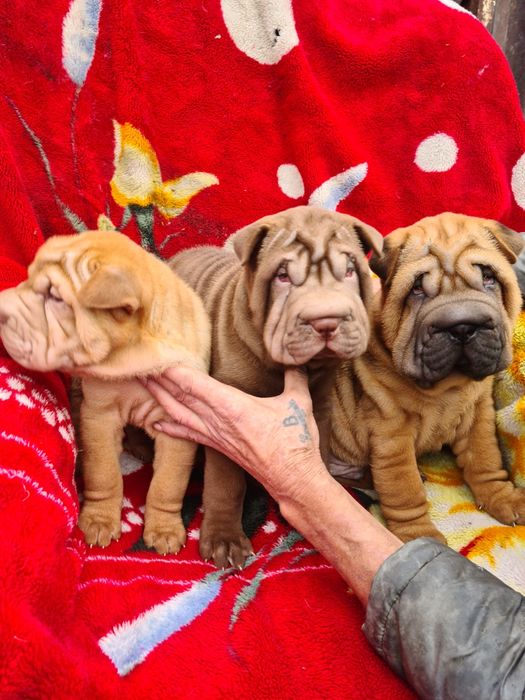 Очаровательные щенки шарпея.