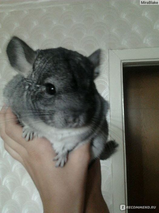 Продаются шиншиллы