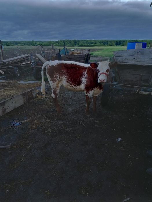 Vând viteaua de 5 luni